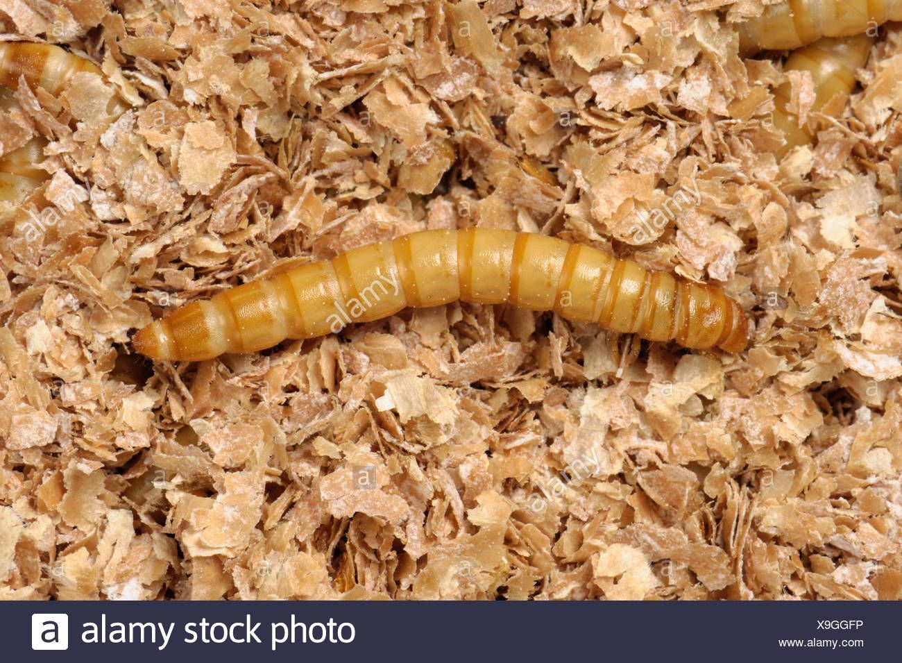 larva comestibila