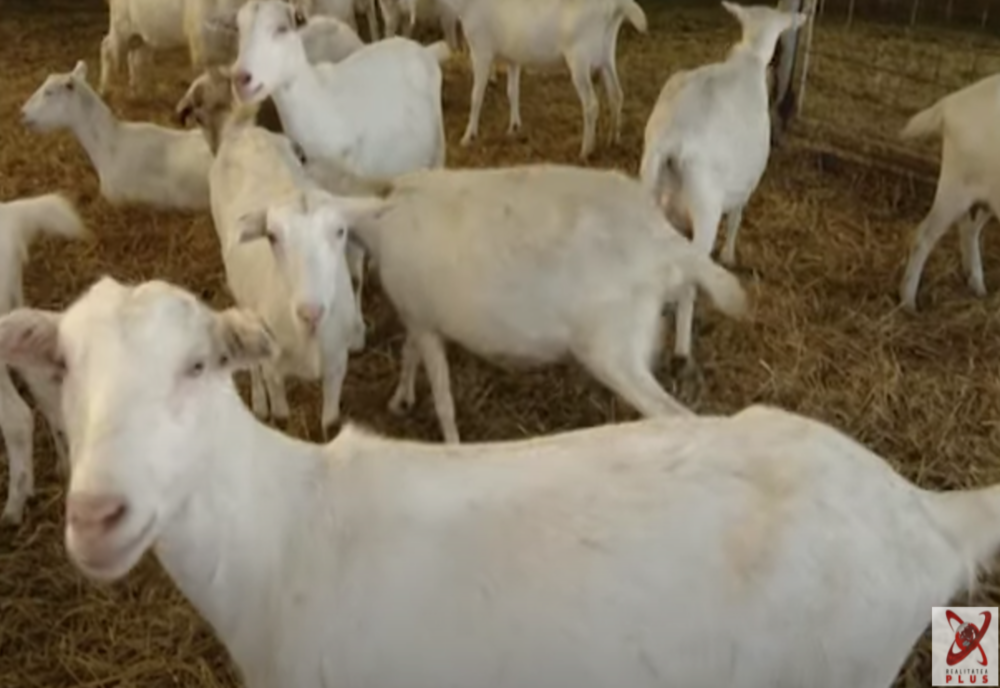 Afacere de succes cu lapte de capră la numai de 30 de ani! Și-a deschis propria fermă, în Iași, cu 100.000 de euro