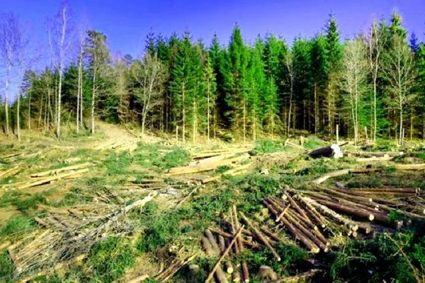 Schweighofer vrea să arate că are ”cherestea”