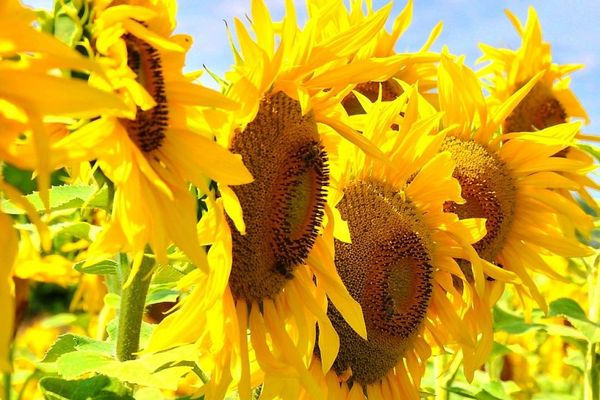 România, cel mai mare exportator de ulei în urma războiului din Ucraina. Care este capcana pentru consumatorul de rând