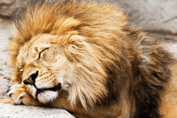 Azi leului i s-au administrat ”calmante” să treacă peste weekend