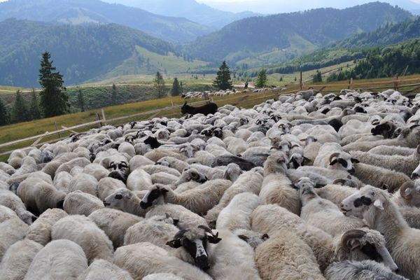 În aprilie românii au facut-o de oaie. Animalele mai slabe decat în 2017 au sporit sacrificările