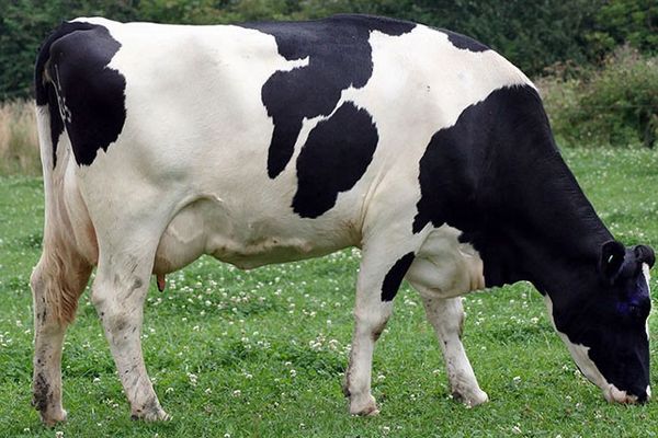 Vacile de pe plaiul mioritic au dat cu 75.878 tone de lapte mai mult în 2017