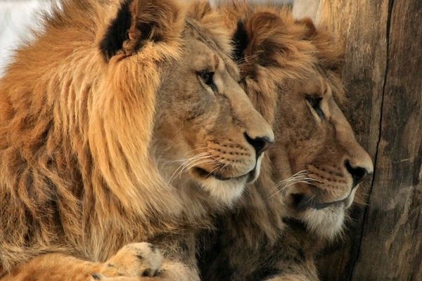 Leul își revine din anemie, îndopat de BNR cu vitamine