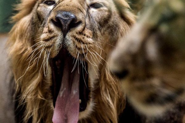 Leul iese ușor din anemie față de euro, dar nu se simte prea bine