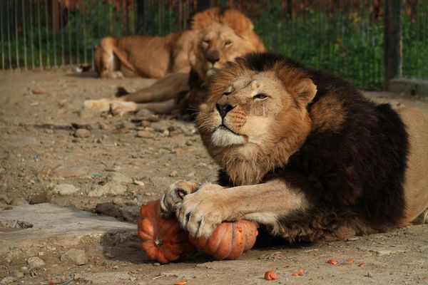 Jonglerii stil BNR. Dolarul s-a scumpit, iar euro s-a ieftinit, în tranzacțiile de vineri