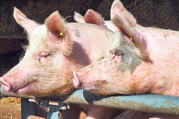 Pesta porcină africană se răspândește încet, dar sigur. Evoluția e lentă, spune ANSVSA