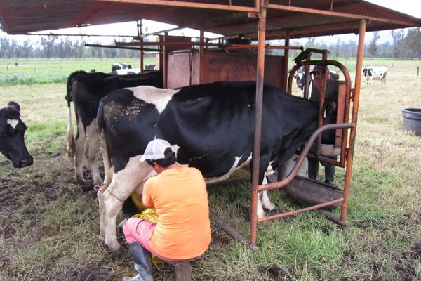 INS: Cantitatea de lapte brut importat a crescut în luna iunie 2018 cu 326 tone