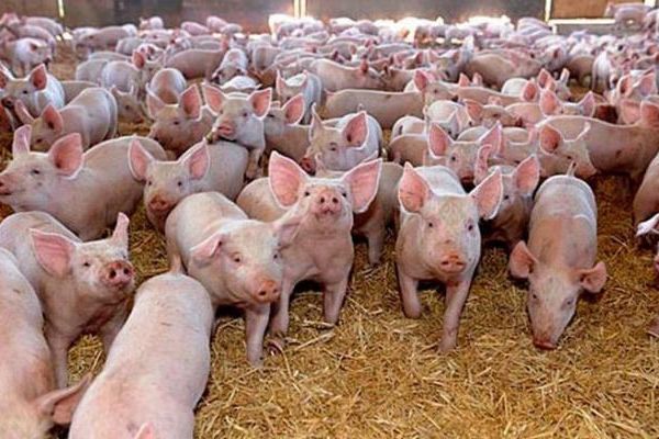 Dezastru economic: 140.000 de porci vor fi sacrificați la Brăila. Peste 150 de milioane lei pagubă