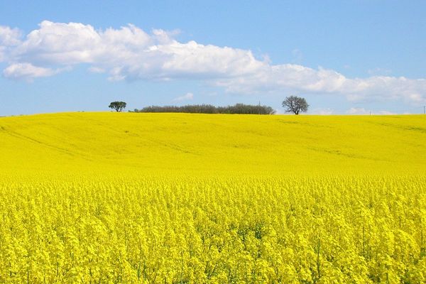 BASF a finalizat achiziția unui pachet de operațiuni agro de la Bayer