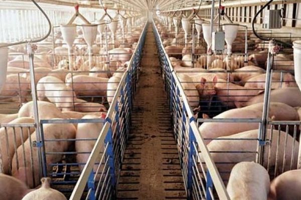 Focarul este de neoprit. Pesta porcină a trecut granița la vecinii Bulgari