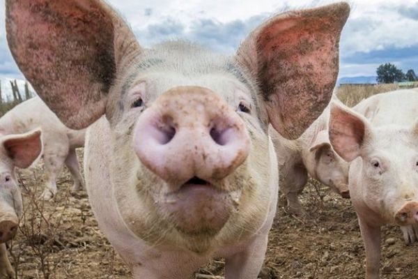 Daea: Mecanismele de luptă împotriva "monstrului PPA" sunt imperfecte