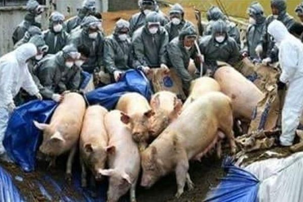 Epidemia de pestă porcină din China reconfigurează piaţa mondială a cărnii