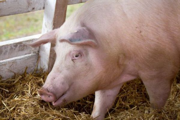Fără reguli stricte pentru creșterea porcilor în gospodării, România va fi izolată din cauza PPA