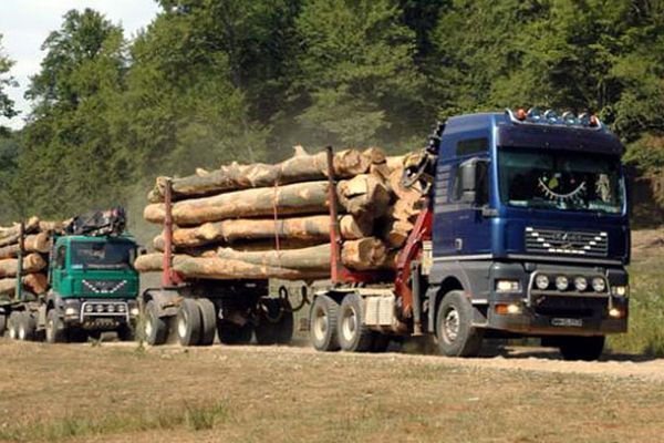 De ce au crescut cu 50% prețurile la lemnul de foc? Consiliul Concurenței are răspunsul!