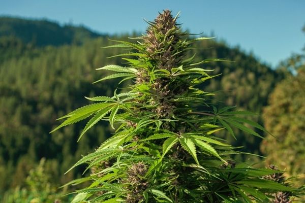 Marlboro ar putea ivesti în producția de canabis