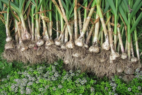 Guvernul a stabilit lista noilor produse cu adaos comercial plafonat. Preț controlat la cozonac și usturoi - DOCUMENT