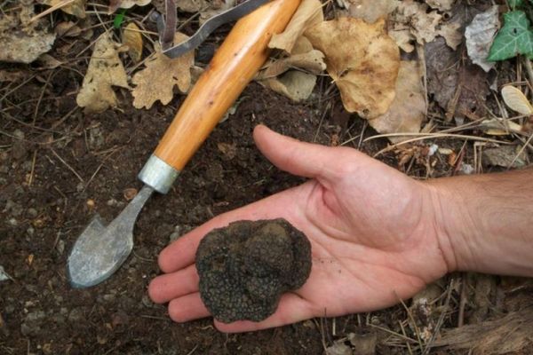 O sută de mii de euro pentru trufele din Gorj