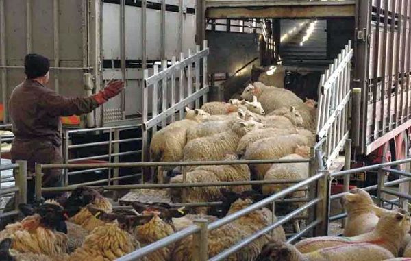 Sprijin suplimentat pentru crescătorii de animale și păsări