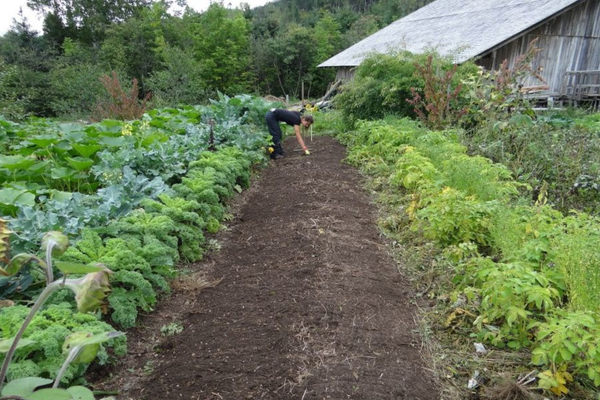 5 sfaturi practice pentru amenajarea unei grădini în spatele casei (P)