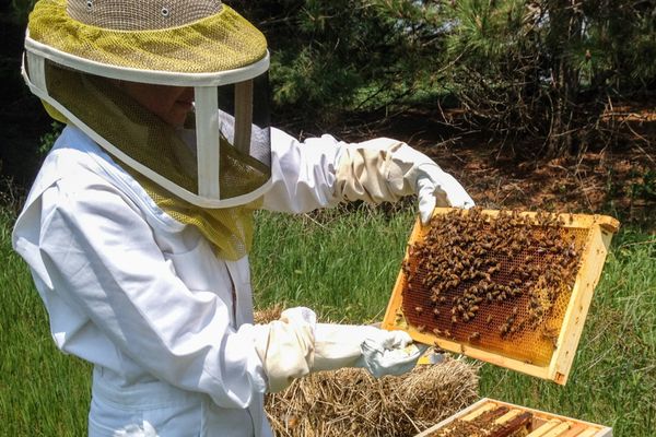 Apicultorii primesc ajutor de la Guvern pentru compensarea efectelor vremii nefavorabile