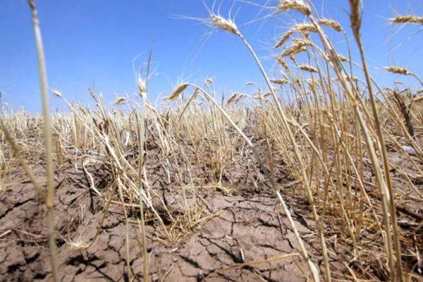 Ministrul Agriculturii la Realitatea Plus: ”Chiar dacă a fost o secetă extremă, necesarul de consum este acoperit”