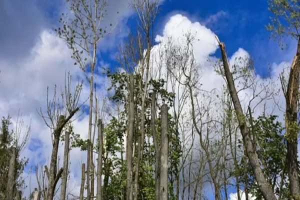 Culisele statului paralel. Cum au pus mâna băieții deștepți pe 60 de hectare din domeniul public