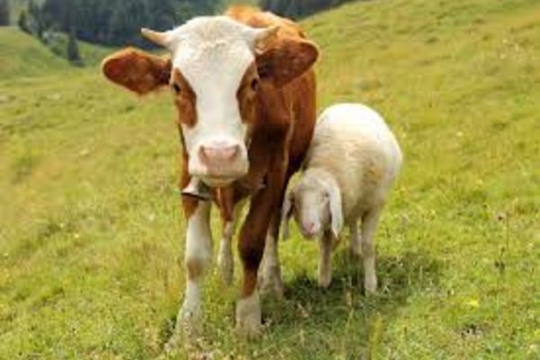 Ajutoare de stat de 4,8 milioane de lei pentru creșterea animalelor