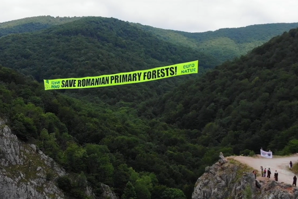 Raport: Critici pentru administrarea pădurilor aflate în Patrimoniul Mondial, România riscă un conflict diplomatic