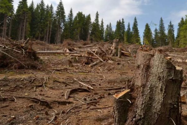 Pădurile României în primul an al pandemiei. Creșterea fondului forestier, mult mai mică decât creștere volumului tăierilor