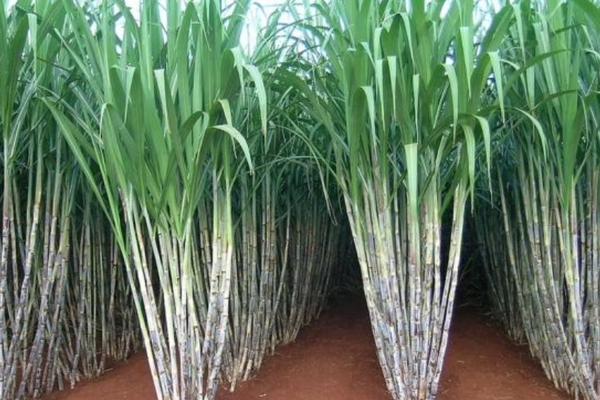 Trecerea la autoturismele electrice va inunda lumea cu zahăr