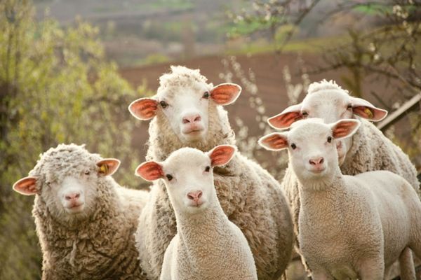 România a exportat animale vii în valoare de 120,25 milioane de euro în primele trei luni din acest an