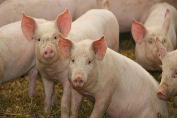 PROIECT. Românii nu vor mai avea voie să crească porci în gospodărie, atâta timp cât țara e afectată de pesta porcină