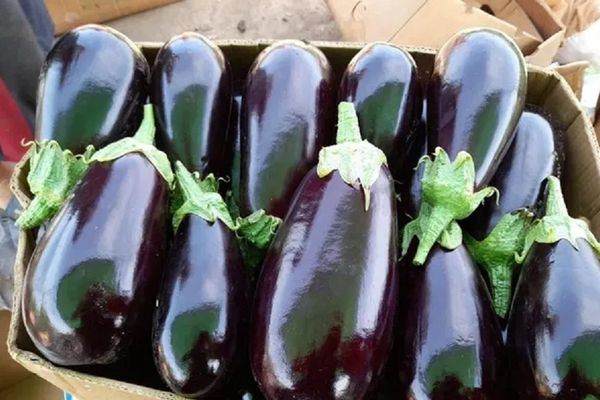 Micii agricultori sunt disperați, prețurile s-au prăbușit din cauza supraproducția de legume