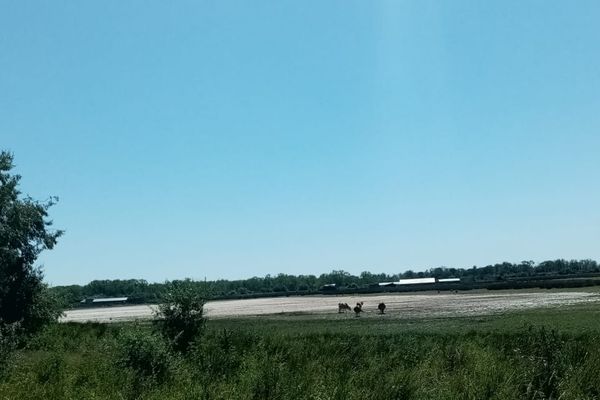 Petre Daea, anunț ÎNGRIJORĂTOR. Sistemul de irigații din Dunăre, pe punctul de a fi oprit. Animalele nu mai au furaje