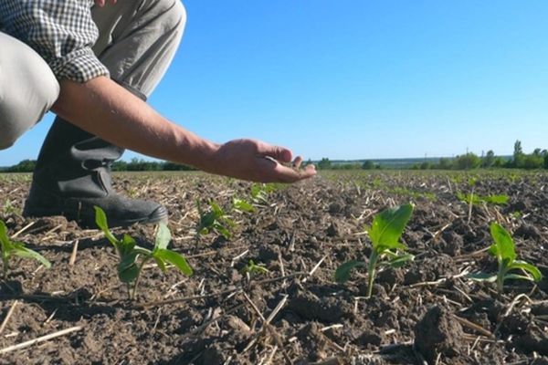 Efectele secetei, devastatoare în România. Aproape 828.000 de hectare sunt afectate