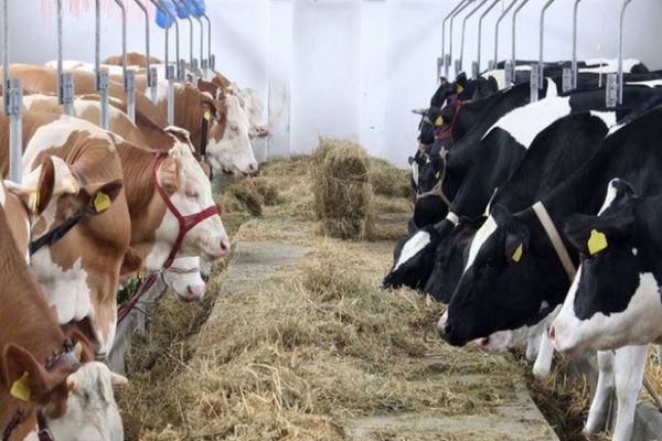 România a devenit, din producător de lapte, un mare importator