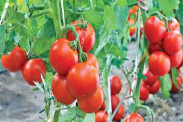 Primele roșii românești vor fi de 3 ori mai scumpe în acest an - Legumele de primăvară costă enorm