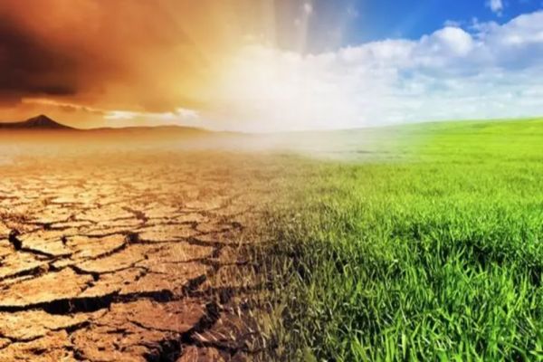 Fermierii, disperați din cauza lipsei sistemelor de irigații - Milioane de tone de grâne, uscate din cauza SECETEI