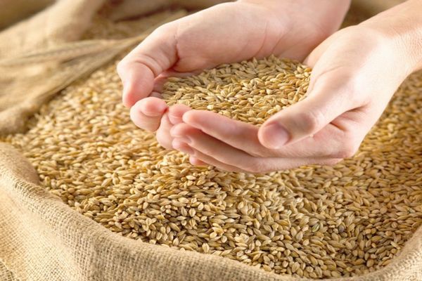 România va prelungi interdicția impusă importurilor de grâu din Ucraina - SURSE