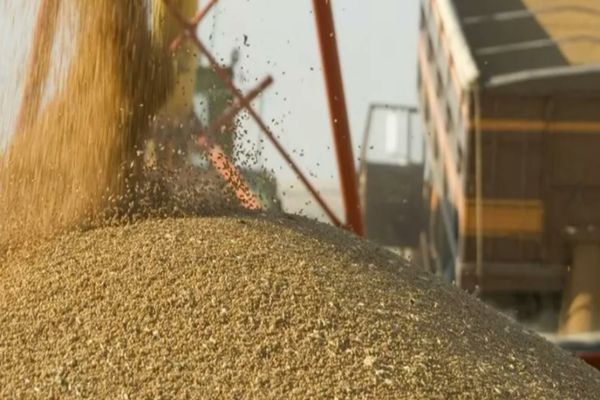 Criză în silozuri: Producția și consumul de cereale sunt în scădere