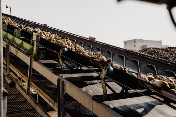 ROMÂNIA, ÎNTRE IMPORTURI ȘI PRODUCȚIA DE ZAHĂR