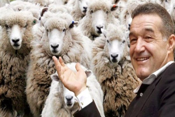 Perlele industriei românești, falimentate de ciobanul Becali: imperiu de milioane construit pe durerea românilor - VIDEO