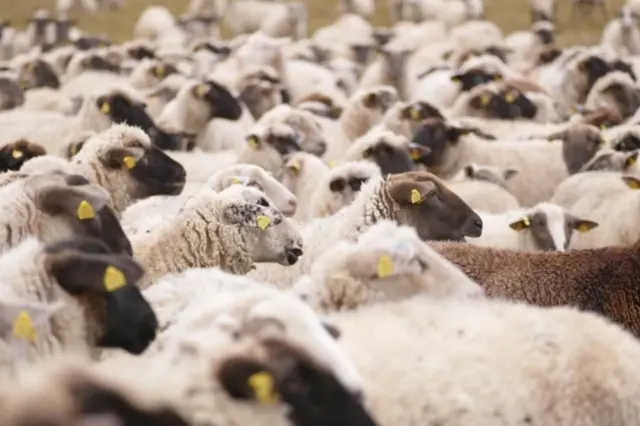 Exporturile de animale vaccinate împotriva pestei micilor rumegătoare ar putea fi deblocate în maximum o lună