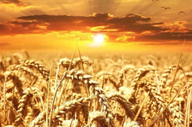 România a redevenit grânarul Europei. Ministrul Agriculturii promite 2,7 milioane de hectare irigate până în 2027: „Nimeni nu ne mai poate bate”