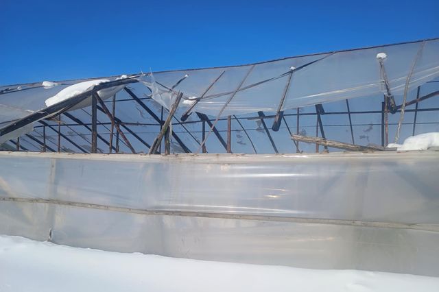 Viscolul pune la pământ solariile și lasă legumicultorii în pragul falimentului FOTO+VIDEO