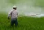 EUROSTAT: Vânzările de pesticide din UE au crescut cu 8% în 2024