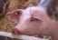 „Trei RO pe etichetă”. Schimbări majore la carnea de porc din magazine: trasabilitate completă, de la naștere până la raft