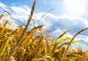Valul de căldură reduce recoltele în Europa și amenință prețurile alimentelor. Ce avantaj are România