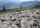 În aprilie românii au facut-o de oaie. Animalele mai slabe decat în 2017 au sporit sacrificările